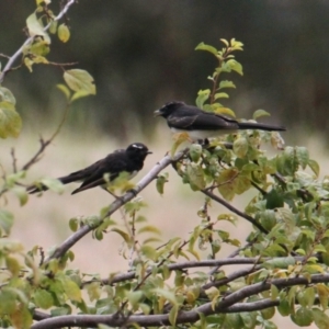 Rhipidura leucophrys at Hamilton Valley, NSW - 4 Feb 2021