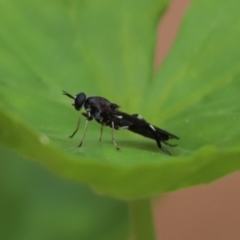 Exaireta spinigera (Garden Soldier Fly) at Cook, ACT - 4 Feb 2021 by Tammy