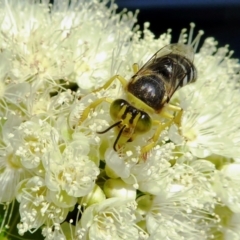 Bembix sp. (genus) (Unidentified Bembix sand wasp) at Rugosa - 4 Feb 2021 by SenexRugosus