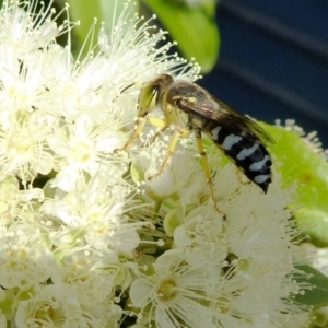 Bembix sp. (genus) at Yass River, NSW - 4 Feb 2021