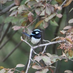 Malurus cyaneus (Superb Fairywren) at Collins Street Retarding Basin - 4 Feb 2021 by PaulF