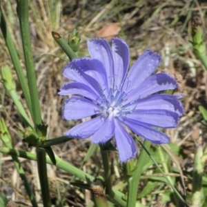 Cichorium intybus at Monash, ACT - 25 Jan 2021 10:17 AM