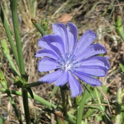 Cichorium intybus (Chicory) at Isabella Pond - 24 Jan 2021 by HarveyPerkins