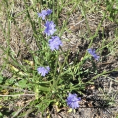 Cichorium intybus at Monash, ACT - 25 Jan 2021 10:17 AM