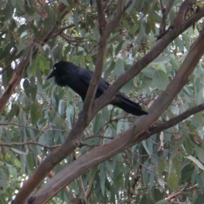 Corvus coronoides (Australian Raven) at Albury - 4 Feb 2021 by PaulF