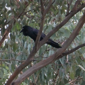 Corvus coronoides at Hamilton Valley, NSW - 4 Feb 2021