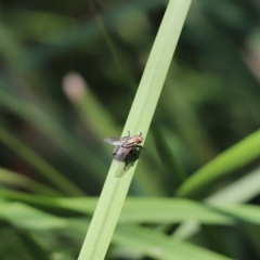 Sarcophagidae (family) (Unidentified flesh fly) at Cook, ACT - 4 Feb 2021 by Tammy