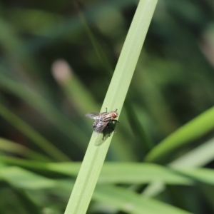 Sarcophagidae sp. (family) at Cook, ACT - 4 Feb 2021