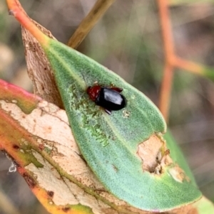 Nisotra sp. (genus) at Murrumbateman, NSW - 1 Feb 2021