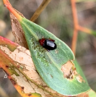 Nisotra sp. (genus) (Flea beetle) at Murrumbateman, NSW - 1 Feb 2021 by SimoneC