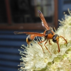Delta bicinctum (Potter wasp) at Yass River, NSW - 4 Feb 2021 by SenexRugosus