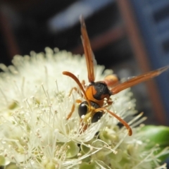 Delta bicinctum at Yass River, NSW - 4 Feb 2021