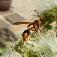 Delta bicinctum at Yass River, NSW - 4 Feb 2021