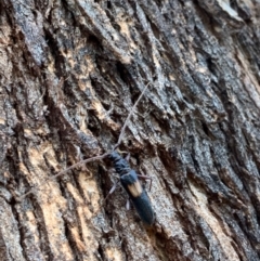 Epithora dorsalis (Longicorn Beetle) at Murrumbateman, NSW - 4 Feb 2021 by SimoneC