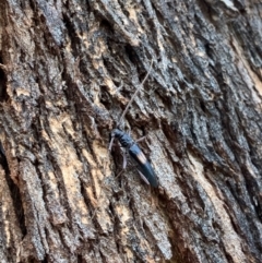 Epithora dorsalis at Murrumbateman, NSW - 4 Feb 2021