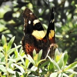 Vanessa itea at Paddys River, ACT - 4 Feb 2021