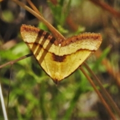Anachloris subochraria (Golden Grass Carpet (Ennominae)) at Paddys River, ACT - 4 Feb 2021 by JohnBundock