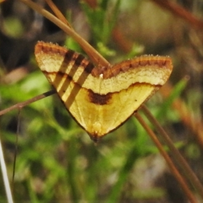 Anachloris subochraria (Golden Grass Carpet (Ennominae)) at Paddys River, ACT - 4 Feb 2021 by JohnBundock