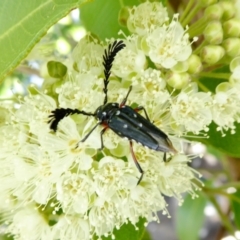 Distichocera thomsonella (A longhorn beetle) at Yass River, NSW - 4 Feb 2021 by SenexRugosus