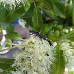 Distichocera thomsonella at Yass River, NSW - 4 Feb 2021