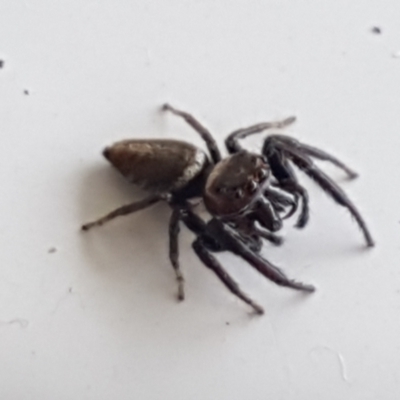 Opisthoncus sp. (genus) (Opisthoncus jumping spider) at Holt, ACT - 4 Feb 2021 by trevorpreston