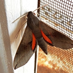 Hippotion scrofa (Coprosma Hawk Moth) at Crooked Corner, NSW - 3 Feb 2021 by Milly