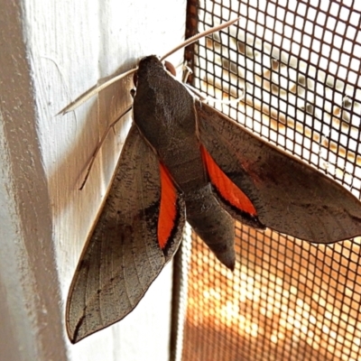 Hippotion scrofa (Coprosma Hawk Moth) at Crooked Corner, NSW - 4 Feb 2021 by Milly