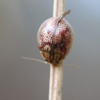 Paropsisterna laesa species complex (Laesa leaf beetle) at Fyshwick, ACT - 3 Feb 2021 by YellowButton