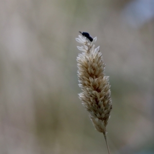 Chalcidoidea (superfamily) at Fyshwick, ACT - 3 Feb 2021