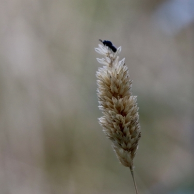 Chalcidoidea (superfamily) (A gall wasp or Chalcid wasp) at Jerrabomberra Wetlands - 3 Feb 2021 by YellowButton