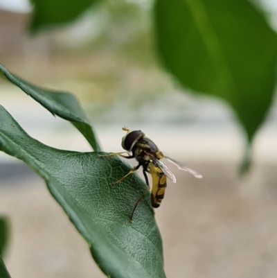 Simosyrphus grandicornis (Common hover fly) at Molonglo Valley, ACT - 4 Feb 2021 by AaronClausen