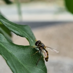 Simosyrphus grandicornis at Molonglo Valley, ACT - 4 Feb 2021 05:53 PM