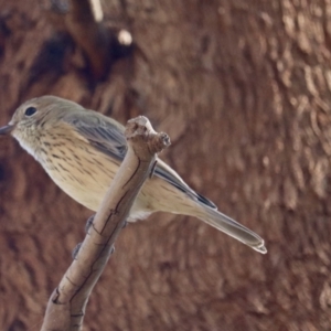 Pachycephala rufiventris at Fyshwick, ACT - 2 Feb 2021