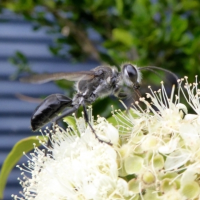 Sphecinae sp. (subfamily) (Unidentified Sand or Digger wasp) at Rugosa - 4 Feb 2021 by SenexRugosus