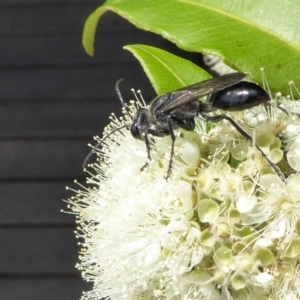 Sphecinae sp. (subfamily) at Yass River, NSW - 4 Feb 2021 11:07 AM