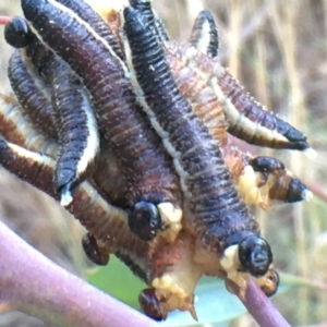 Perga sp. (genus) at Barton, ACT - 2 Feb 2021