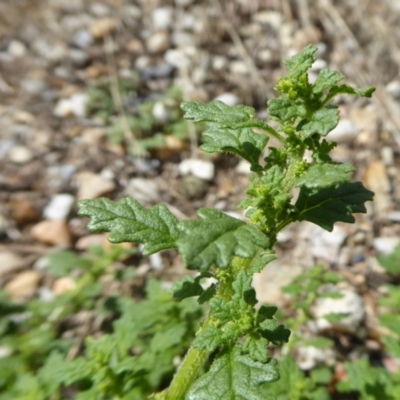 Dysphania pumilio (Small Crumbweed) at Yass River, NSW - 4 Feb 2021 by SenexRugosus