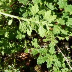 Dysphania pumilio at Yass River, NSW - 4 Feb 2021