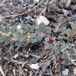 Euphorbia maculata at Yass River, NSW - 4 Feb 2021 02:23 PM