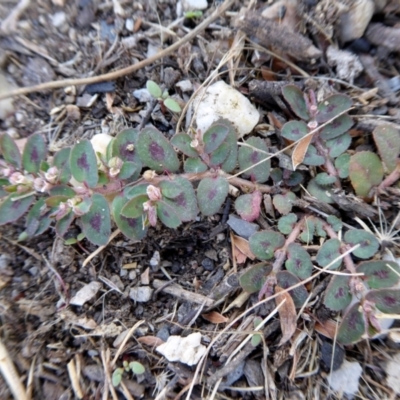 Euphorbia maculata (Eyebane) at Yass River, NSW - 4 Feb 2021 by SenexRugosus