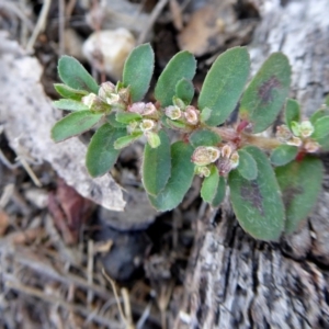 Euphorbia maculata at Yass River, NSW - 4 Feb 2021 02:23 PM