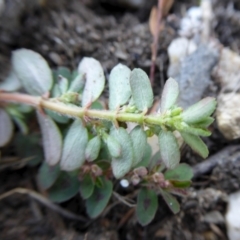 Euphorbia maculata at Yass River, NSW - 4 Feb 2021 02:23 PM