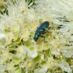 Phlogistus sp. (genus) (Clerid beetle) at Yass River, NSW - 4 Feb 2021 by SenexRugosus