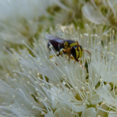 Hylaeus (Euprosopis) elegans (Harlequin Bee) at Yass River, NSW - 3 Feb 2021 by SenexRugosus