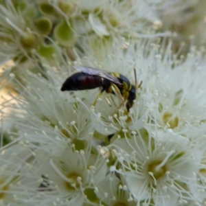 Hylaeus (Euprosopis) elegans at Yass River, NSW - 4 Feb 2021