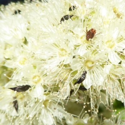 Mordella sp. (genus) (Pintail or tumbling flower beetle) at Yass River, NSW - 4 Feb 2021 by SenexRugosus