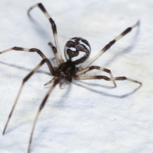 Theridiidae (family) at Melba, ACT - 28 Jan 2021 11:14 PM