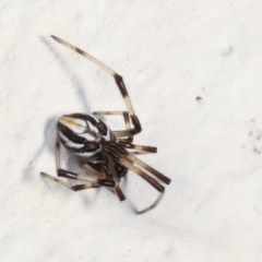 Theridiidae (family) at Melba, ACT - 28 Jan 2021