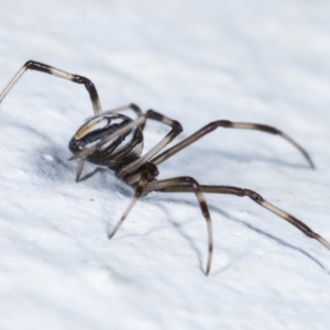 Theridiidae (family) at Melba, ACT - 28 Jan 2021 11:14 PM