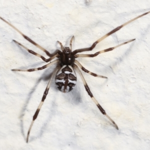 Theridiidae (family) at Melba, ACT - 28 Jan 2021